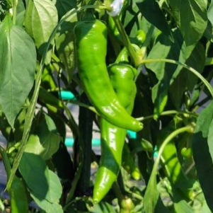 chili