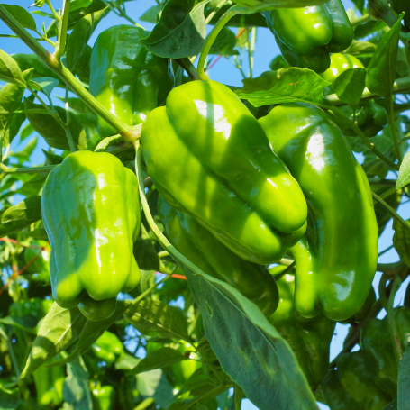 piment
