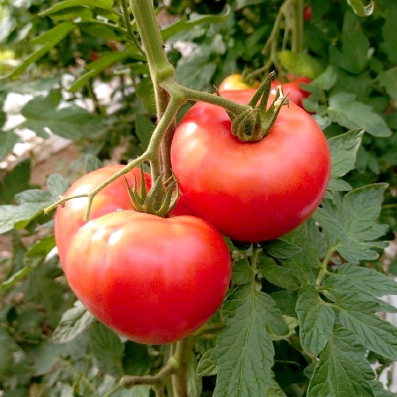 tomato