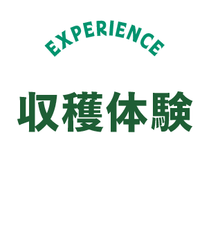 収穫体験