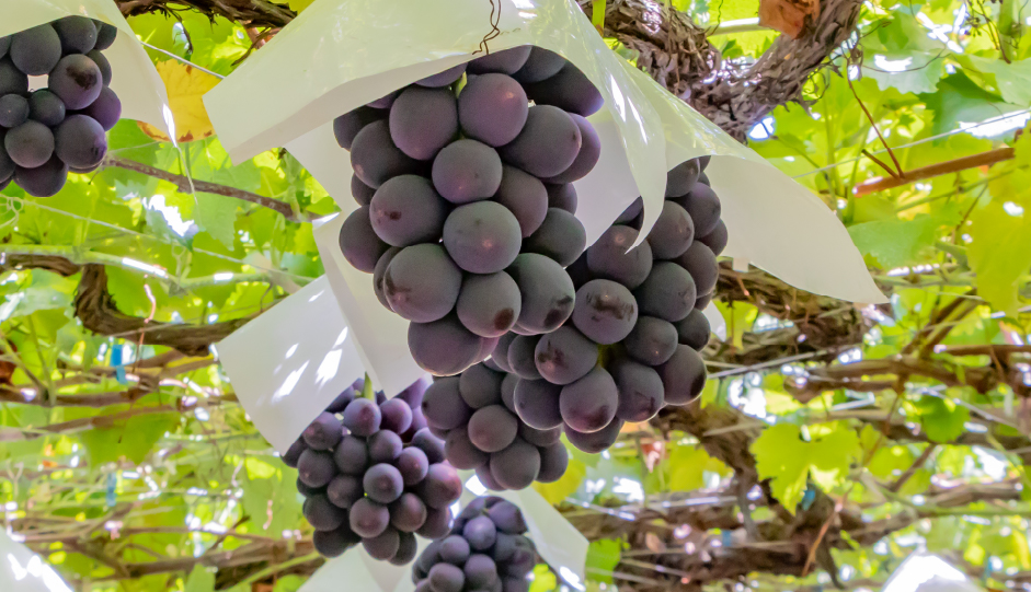 ぶどう狩り