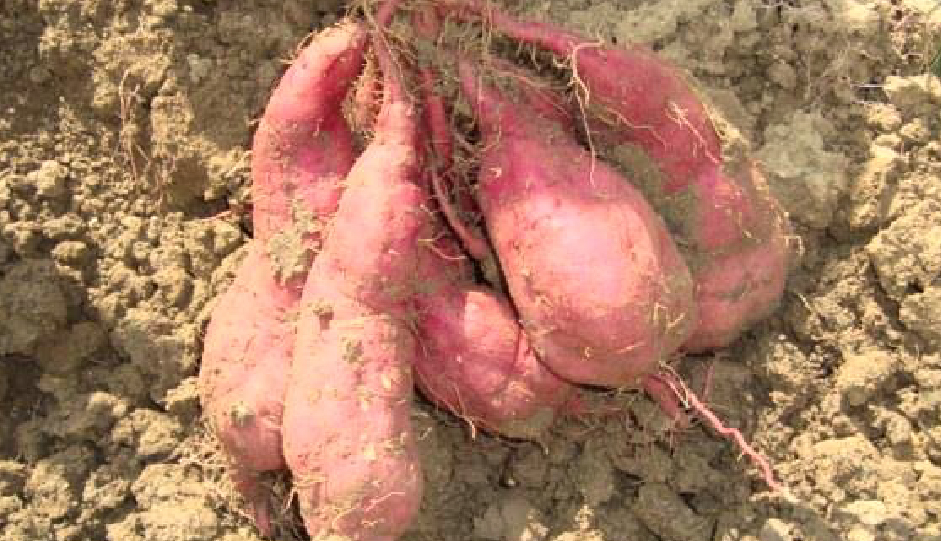 さつまいも掘り