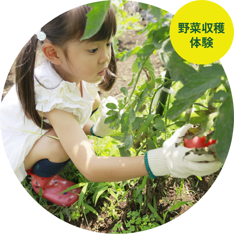 野菜収穫体験