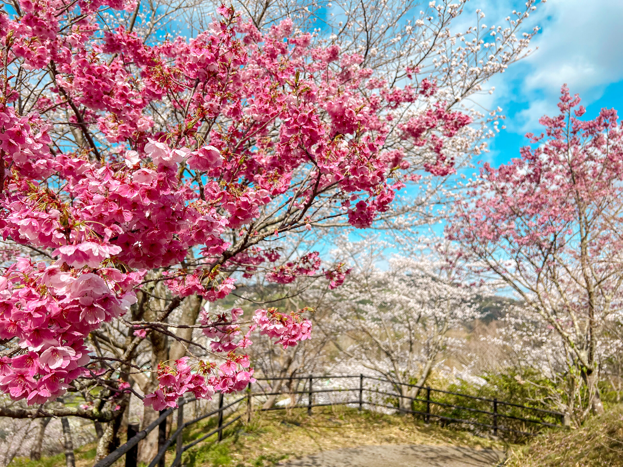 さくらまつり | サバーファーム｜大阪富田林市｜果物狩り・自然体験